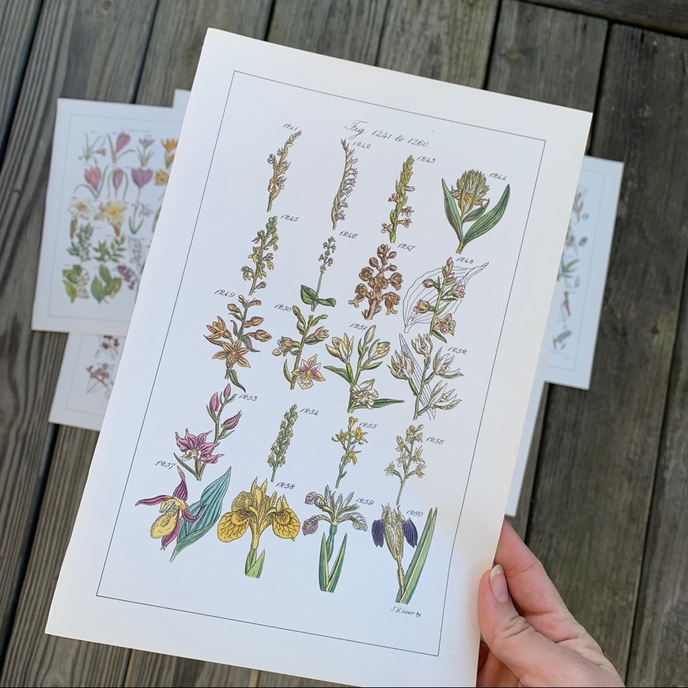 Vintage floral prints set of 8 - Picture 5 of 7